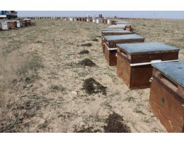 Konya'da bilinçsiz ilaçlama nedeniyle 750 kovandaki binlerce arı telef oldu