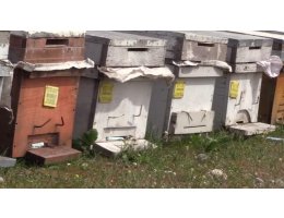 Batmanlı arıcılar yüksek rekolte beklentisiyle yeni sezona hazırlanıyor