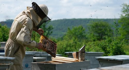 2025 Bal üretimi düşecek gibi!
