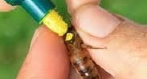 2025 Yılı Ana Arı Boyası (Ojesi) -Mavi