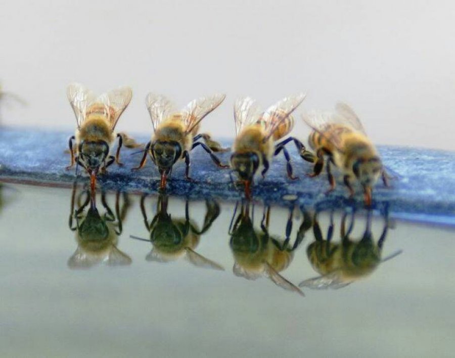 Пчелы пьют весенний. Пчелы пьют воду. Пчелы на водопое. Пчела пьет. Водяная пчела.